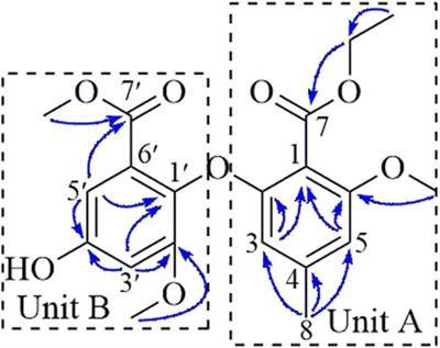 Polyketides and alkaloids from the fungus Aspergillus Fumigatus YB4-17 and ent-Fumiquinazoline J induce apoptosis, paraptosis in human hepatoma HepG2 cells